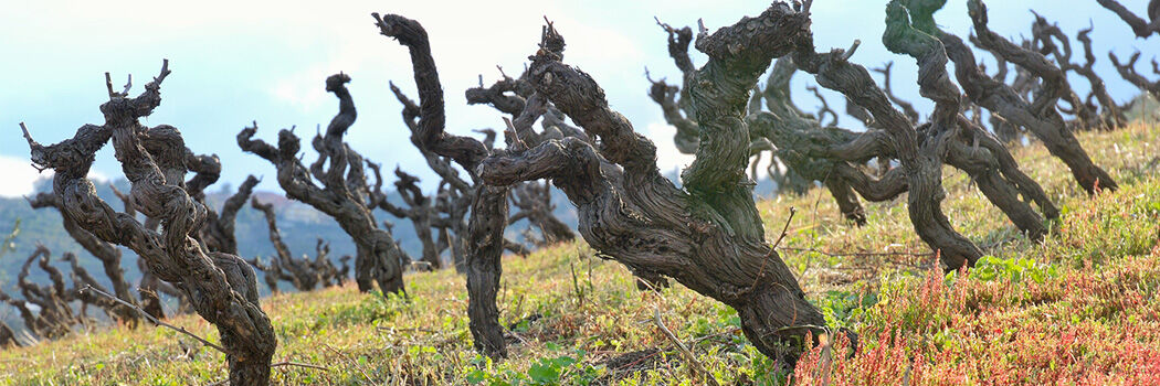 Parker's Wine Buyer's Guide: The Complete, Easy-to-Use